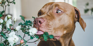 Plants that are toxic to dogs
