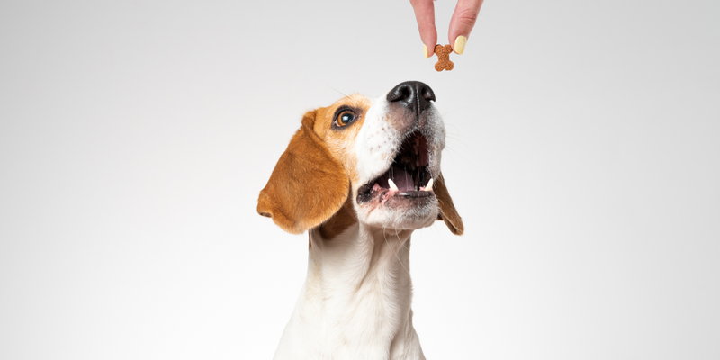 Picking the right kind of training treats