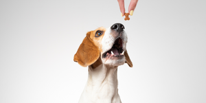 Picking the right kind of training treats