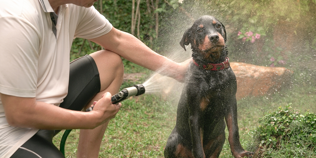 How to get rid of the dog smell Buddy Bites