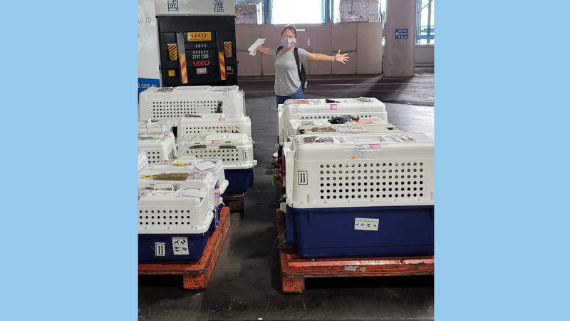 Relocating your Pets - A Chat with with Jenny from Relopaws HK