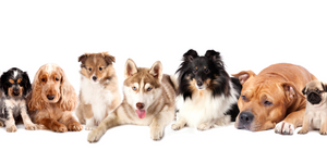 Top 5 Most Popular Dog Breeds in the World and in Hong Kong