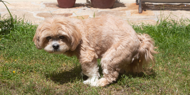 What is digestibility in dog food? How does Buddy Bites rank in digestibility?