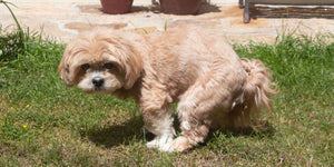 What is digestibility in dog food? How does Buddy Bites rank in digestibility?