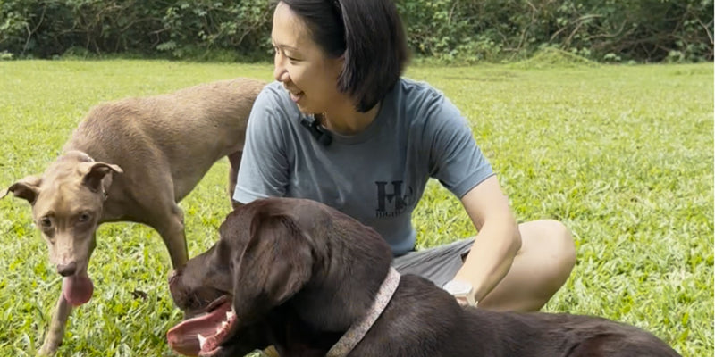 Assistance Dogs Guiding the Way with Bark of Duty