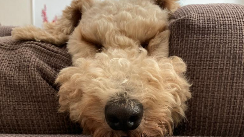 Dog Separation Anxiety