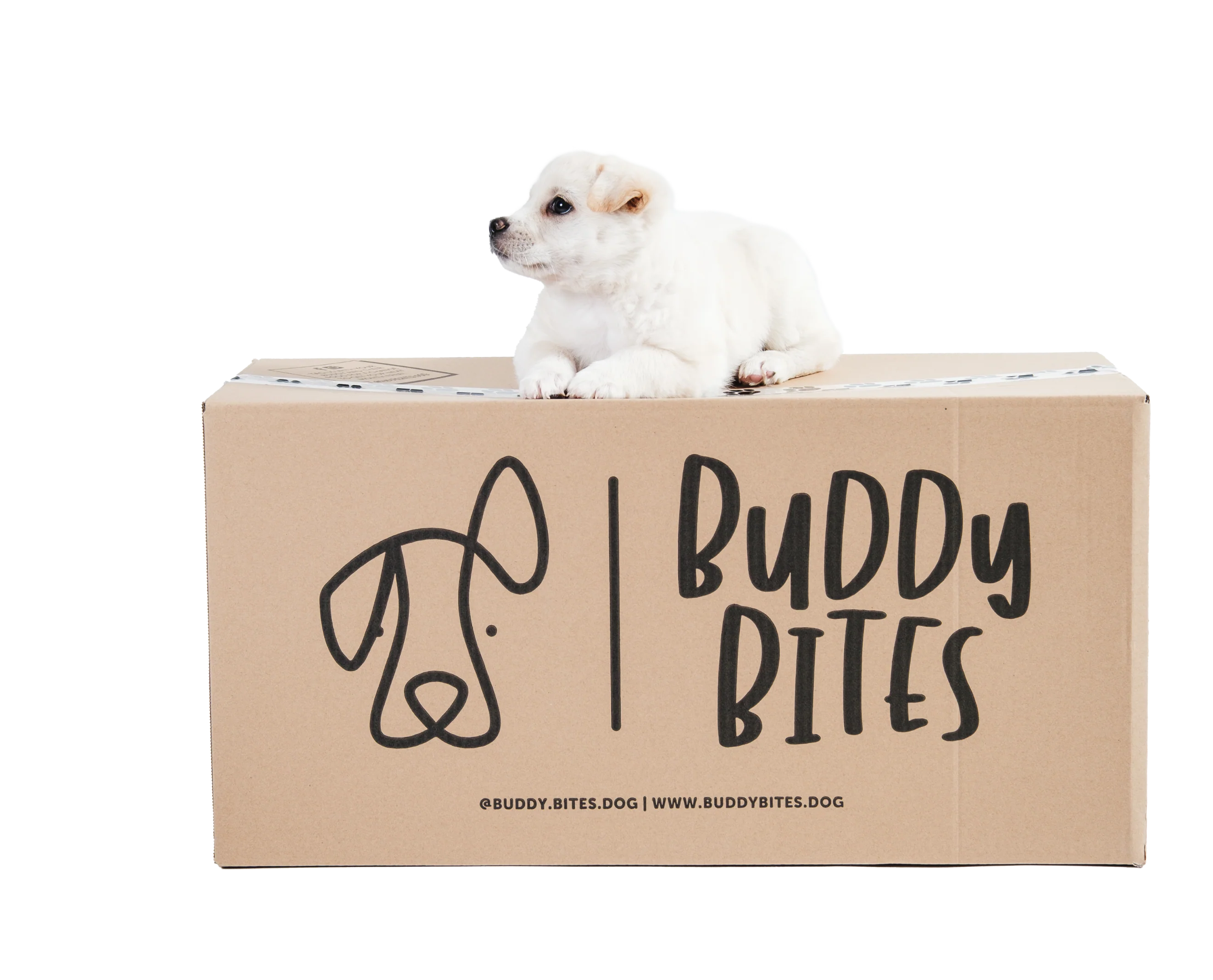 Dog lying on Buddy Bites Subsciption Delivery Box