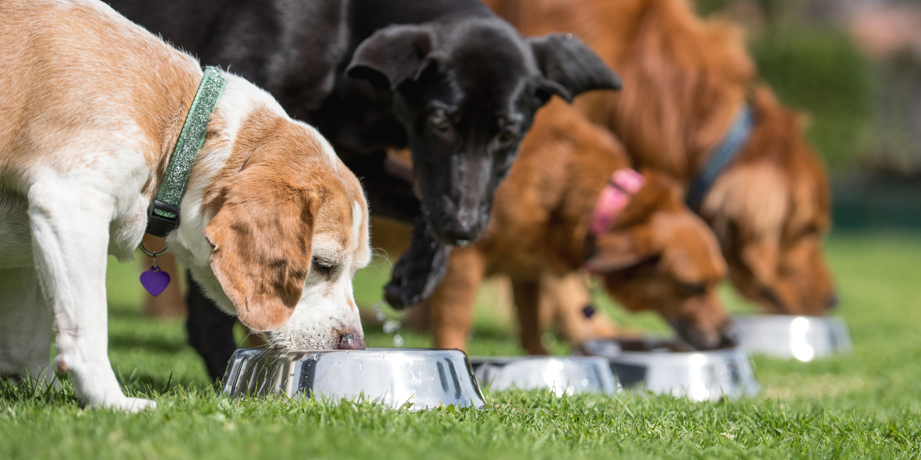 Top 5 Ingredients to look out for when selecting a dog food