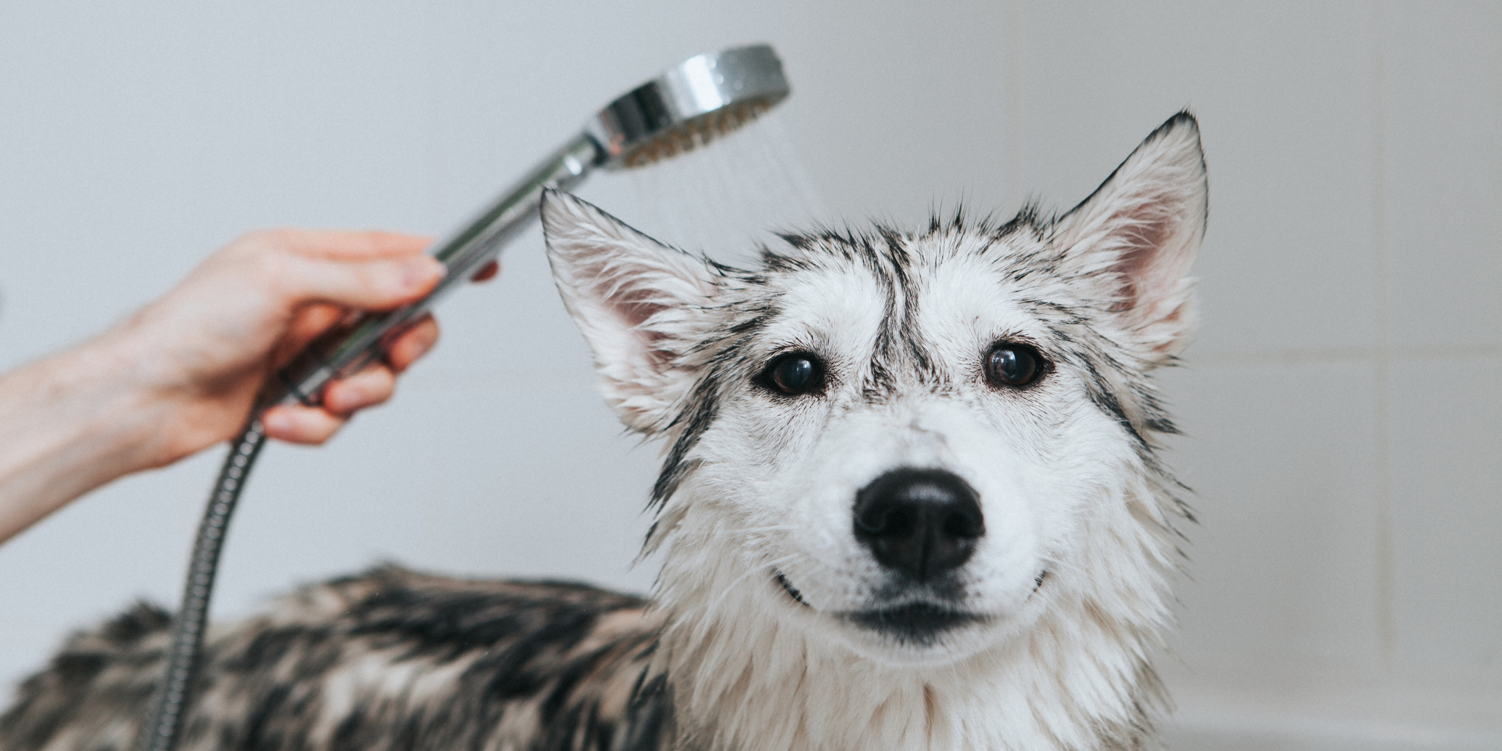 10 Tips on How to Make Bathtime Enjoyable For Your Dog