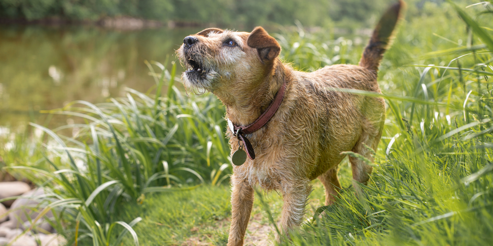 Teaching your dog not to bark at strangers