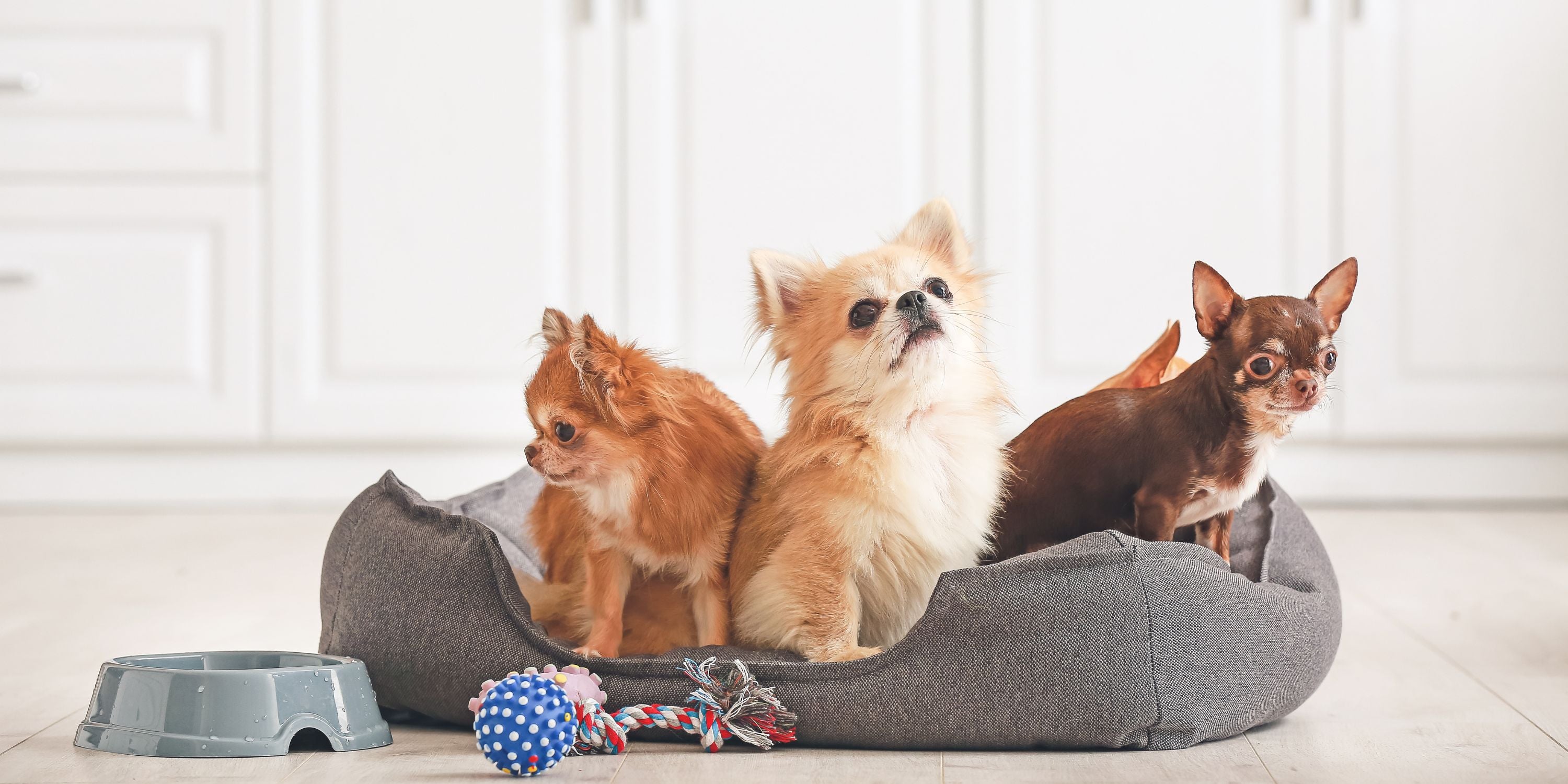 Choosing the Perfect Dog Bed