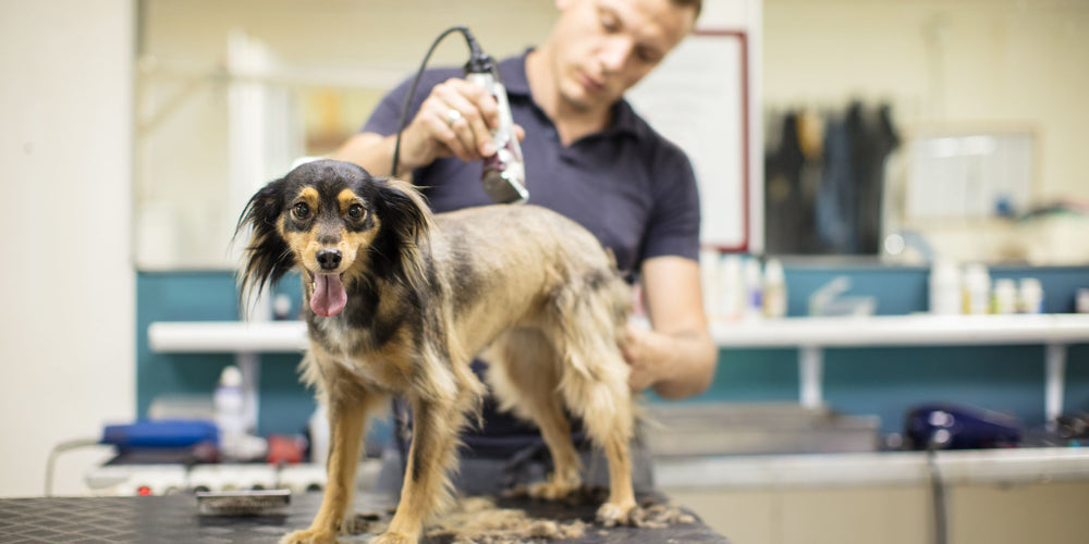 To Shave or Not to Shave: Navigating Dog Coat Care