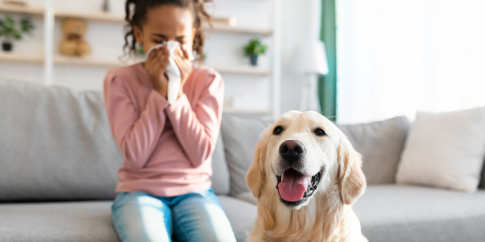 Harmony at Home: Living with Pets When You Have Allergies