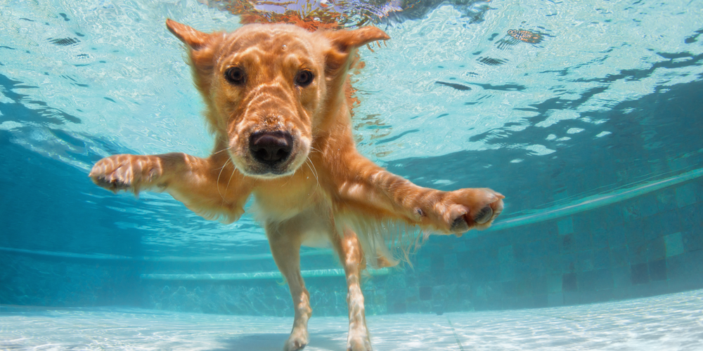 Dive Into Safety: Pool Tips for Dog Owners