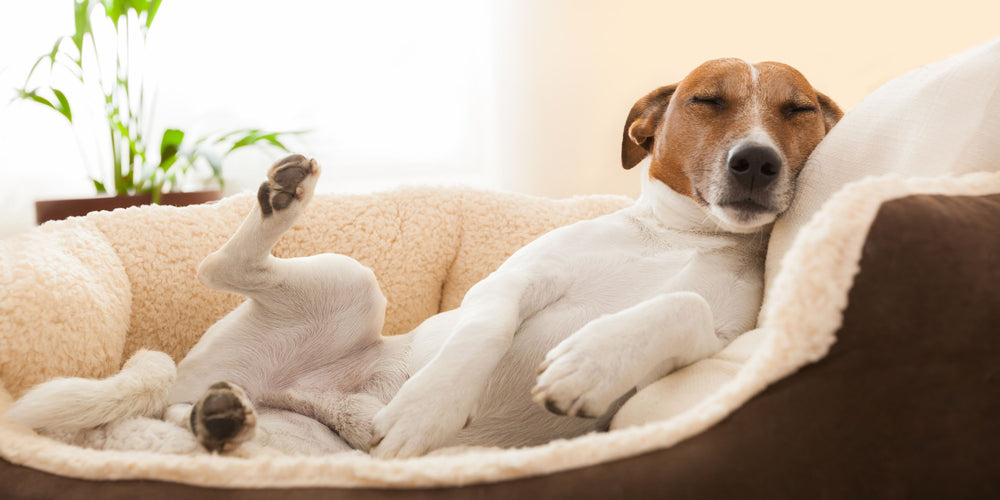 The Canine Dreamland: Decoding Dogs and Their Sleep Patterns