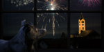 A Stress-Free New Year: Keeping Your Pup Safe from Fireworks