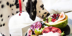 Can dogs have fruits?