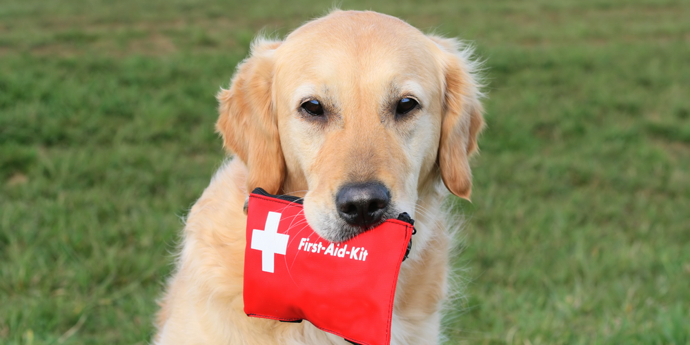 What should you have in a dog first-aid kit?