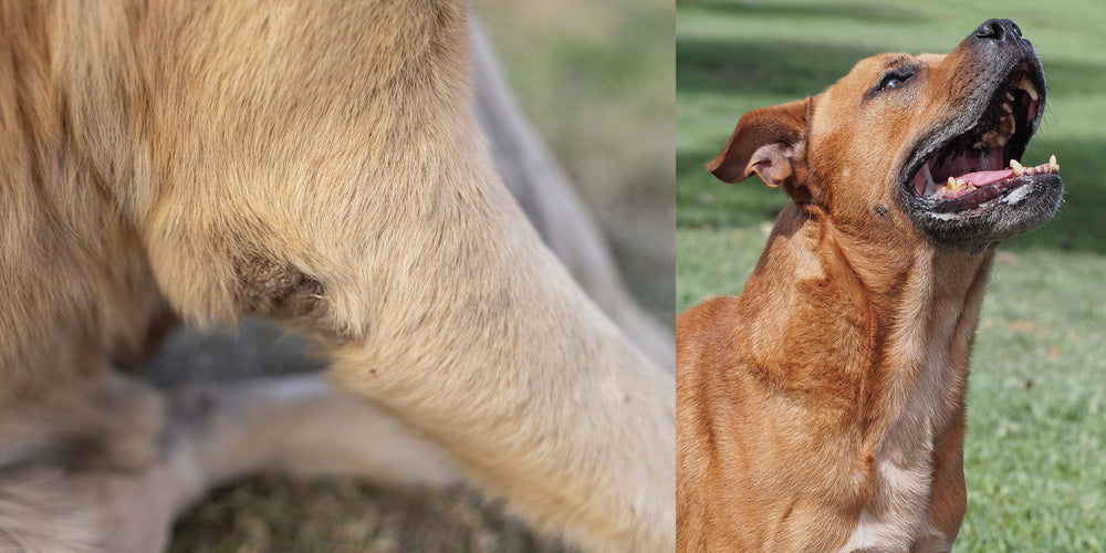 Understanding and Managing Calluses in Dogs