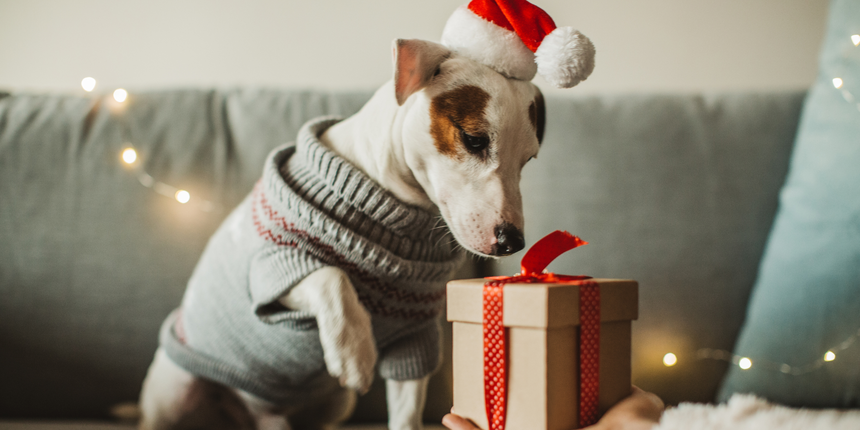 Paws and Presents: Unique Christmas Gift Ideas for Your Furry Friend