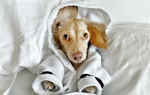 Hong Kong's Best Dog Friendly Staycations