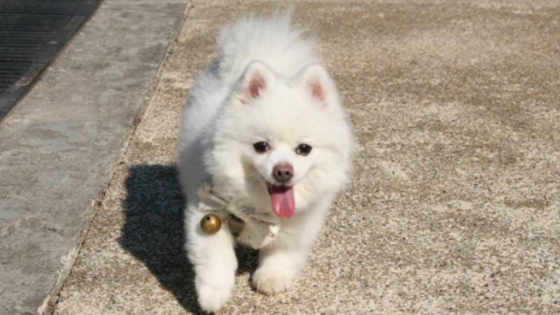 4 Things to Look Out For & 3 Things To Do About Dog Heat Exhaustion