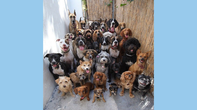 The Do’s & Don’ts of Socialising your Dog