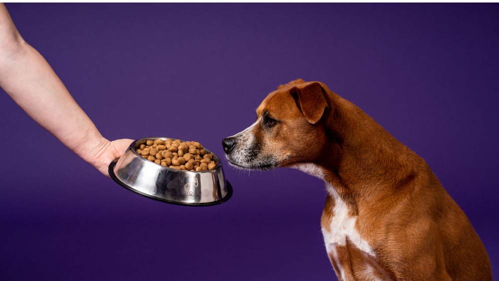 When and How Should I feed my dog?