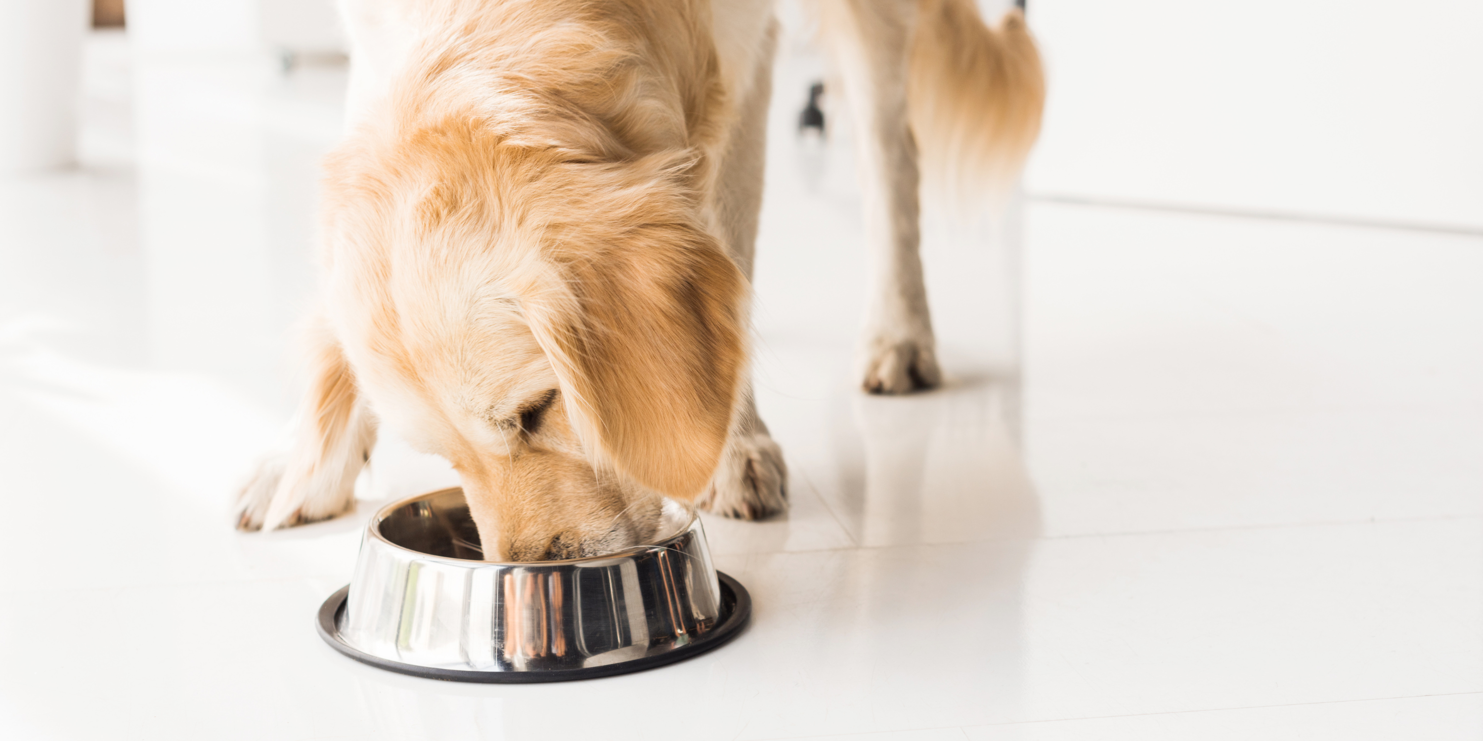 8 Tips on How to Clean Dog Bowls—and Why