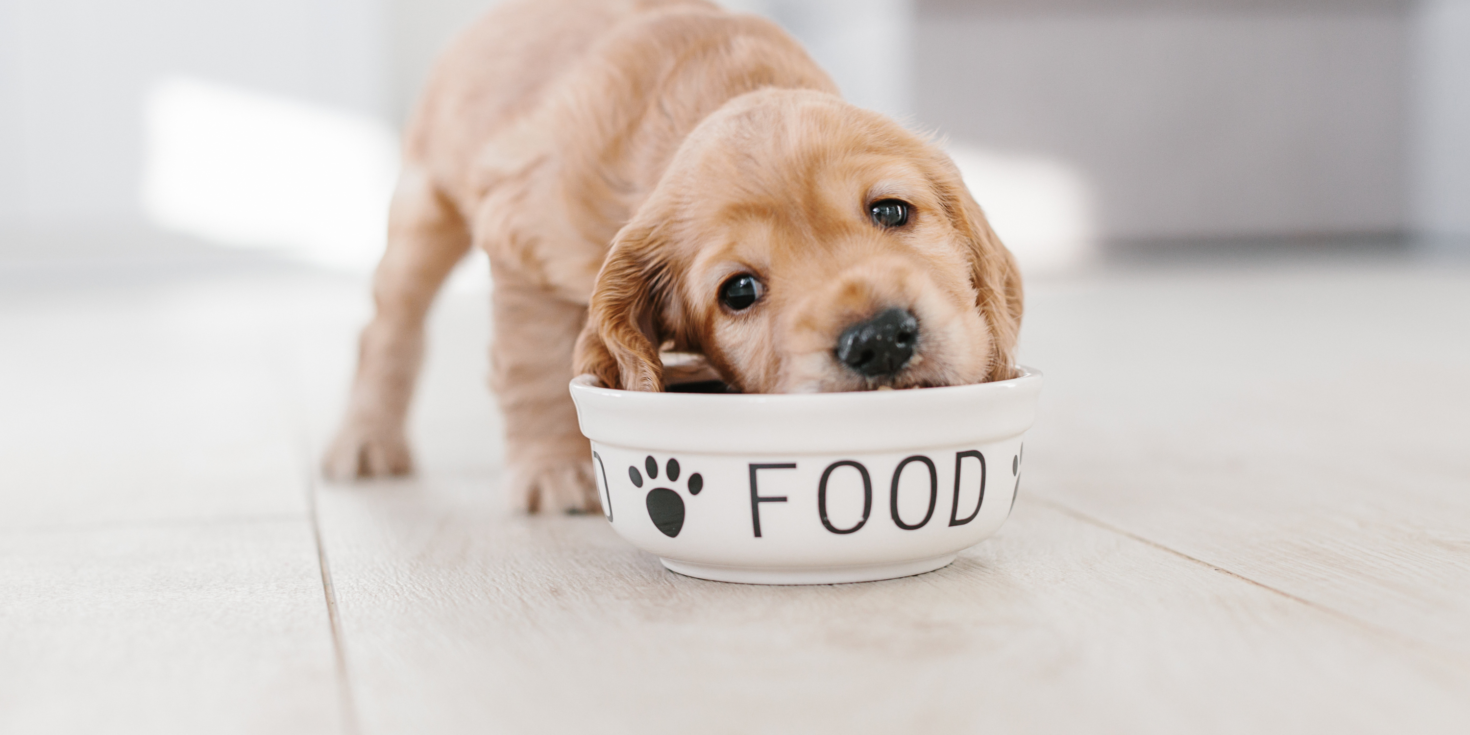 Transitioning your dog to new food