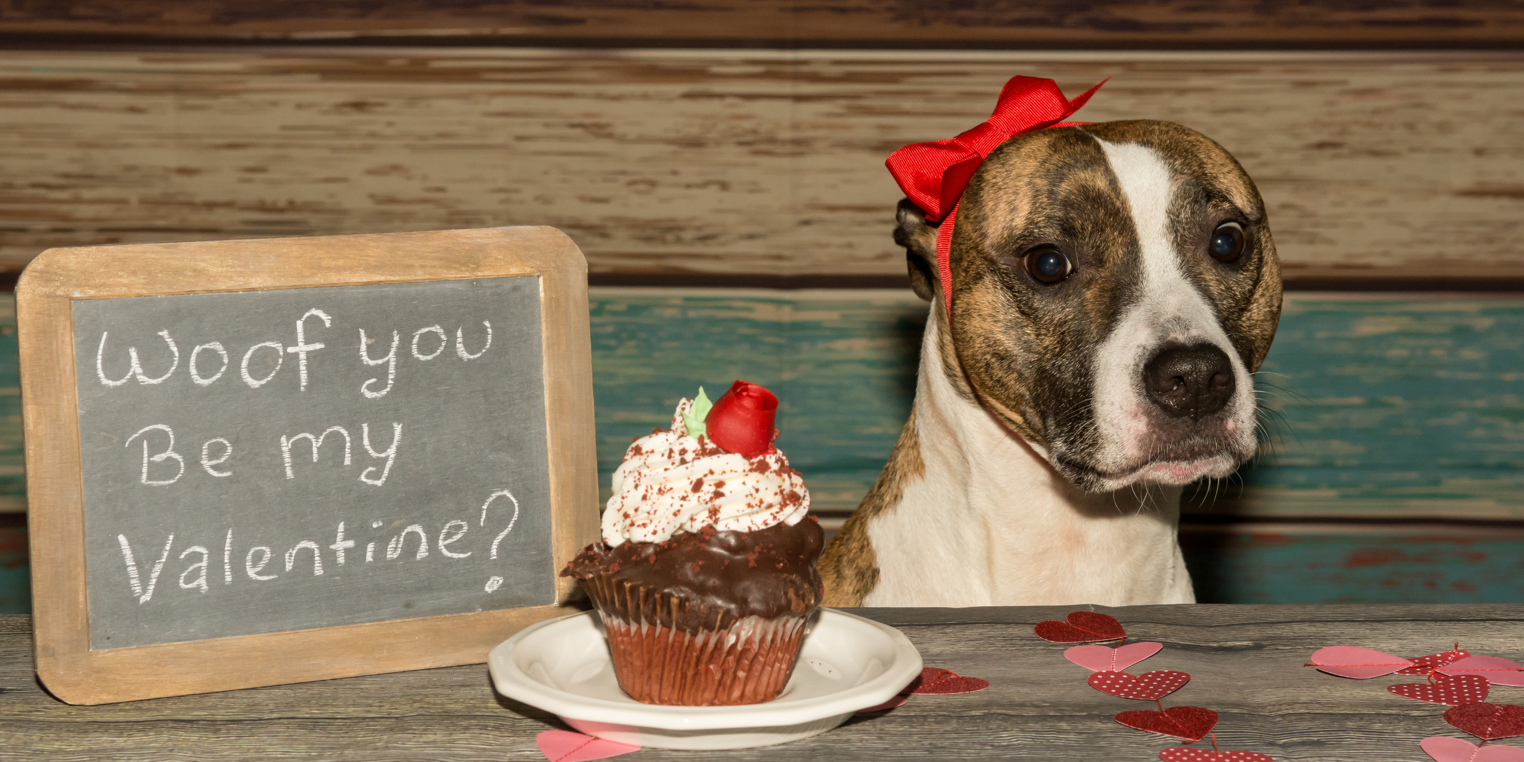 10 ways to show your dog you love them on Valentine’s Day!