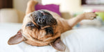 The Top 5 Couch Potato Dog Breeds for the Truly Ambitious Lazybones