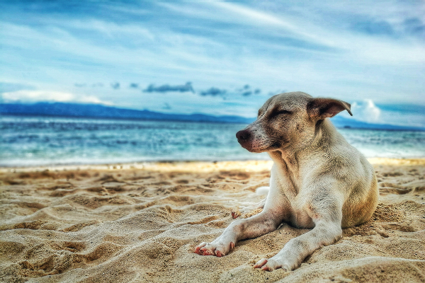 9 Best Dog-Friendly Beaches in Hong Kong