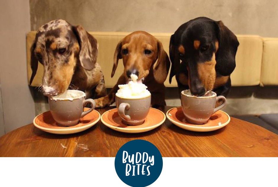 Our Top 5 Dog Friendly Cafés/ Restaurants in Hong Kong.
