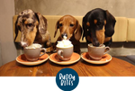 Our Top 5 Dog Friendly Cafés/ Restaurants in Hong Kong.