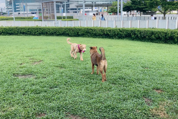 香港 10 個最適合遛狗的公園