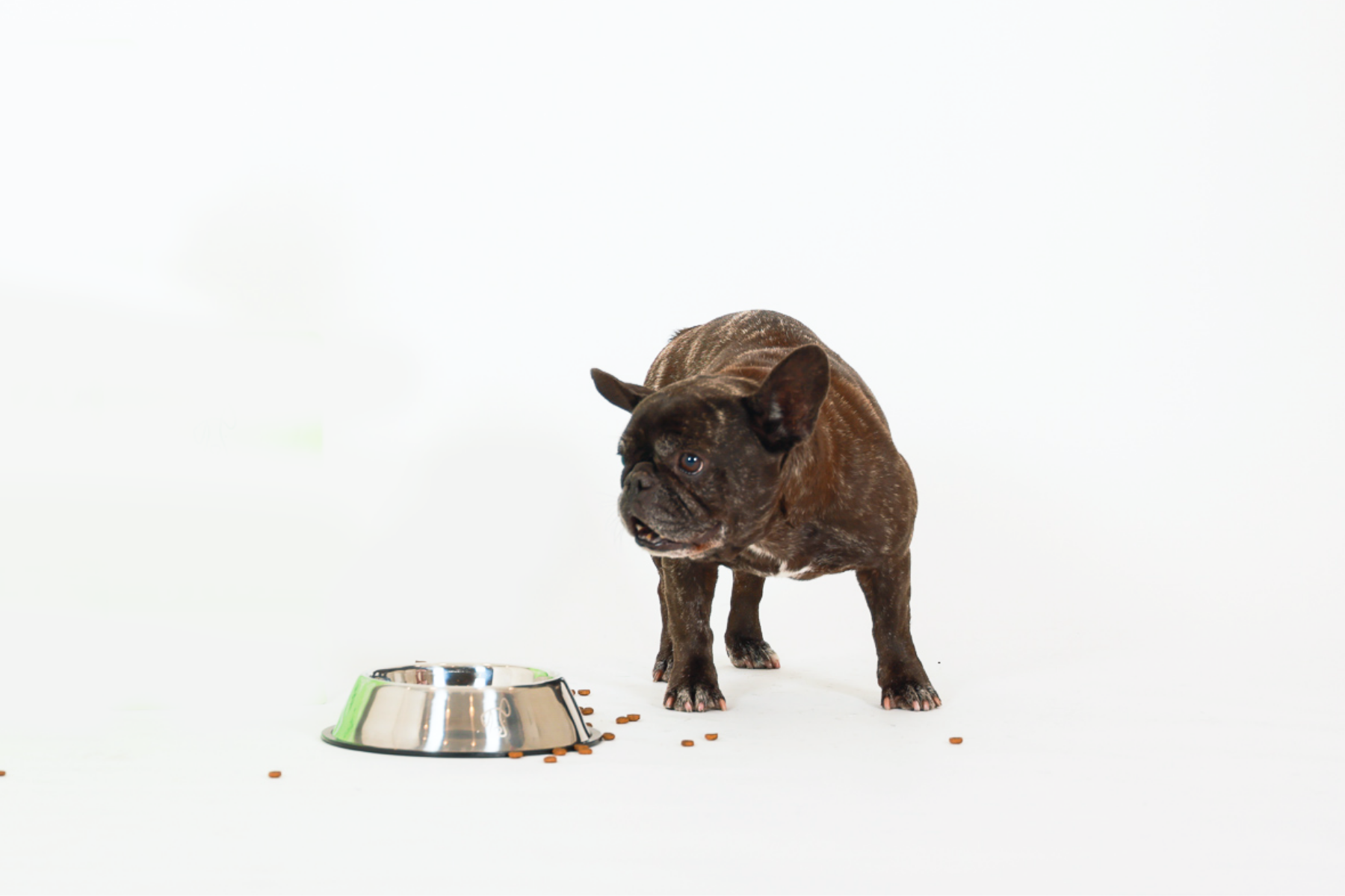 Is Your Dog a Fussy Eater?