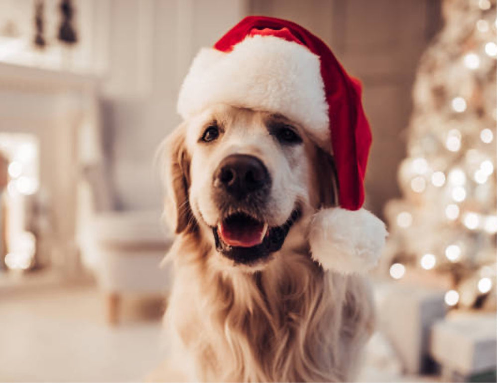 Dog friendly Christmas spots!