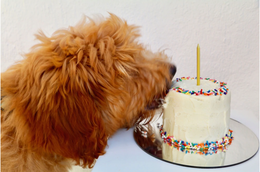9 Top Dog Birthday Cakes to Get Your Paws on