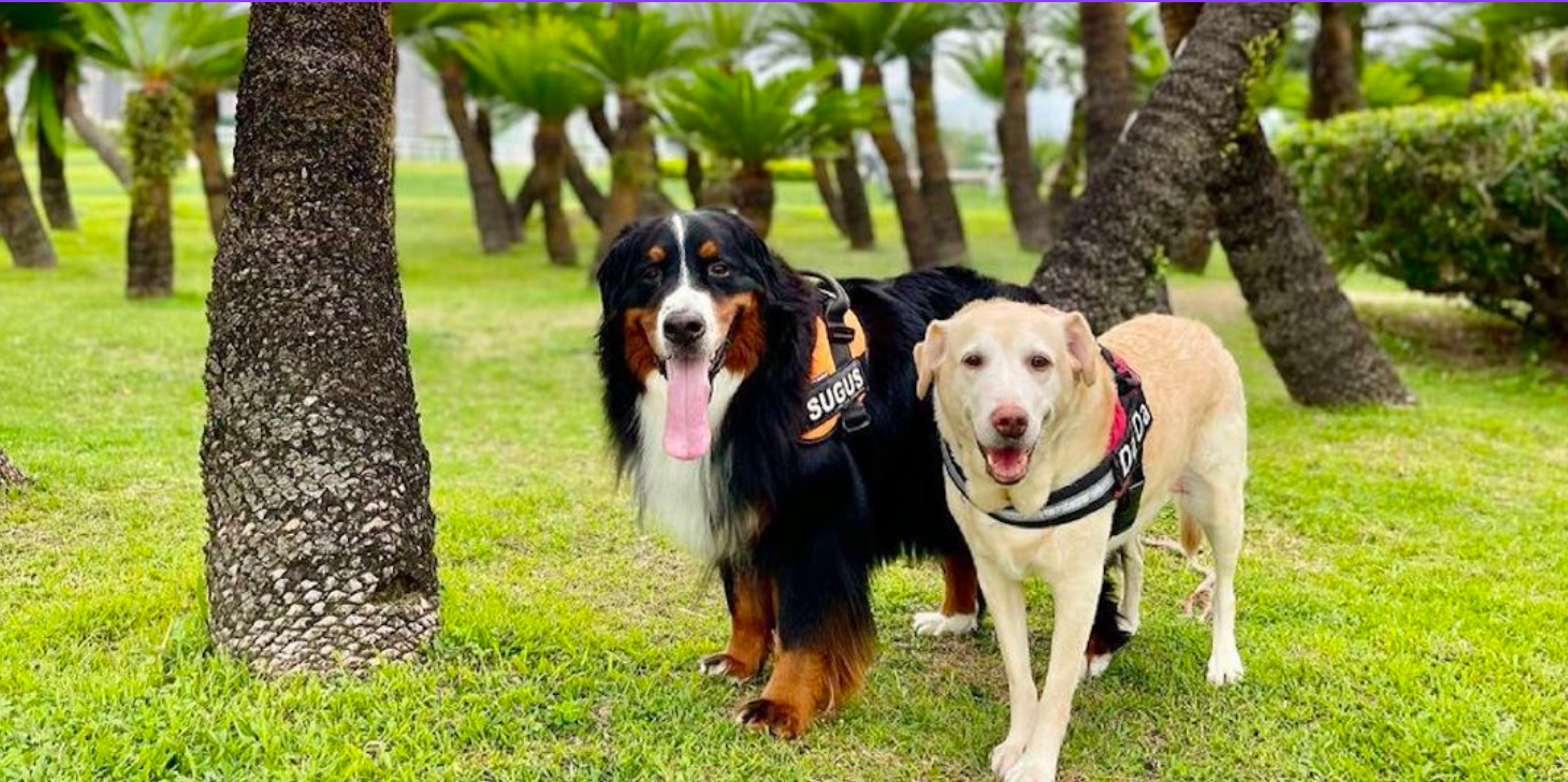 Spacious 訪客部落格：香港 5 個最適合攜帶寵物的社區