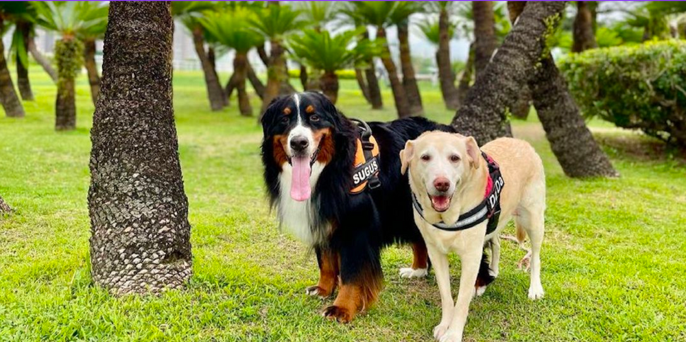 Spacious Guest Blog: Top 5 Pet-Friendly Neighbourhoods in Hong Kong