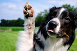 10 Things You Didn’t Know About Dogs