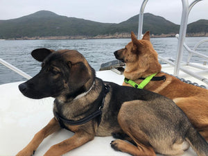 Things to do with your dog during lockdown!