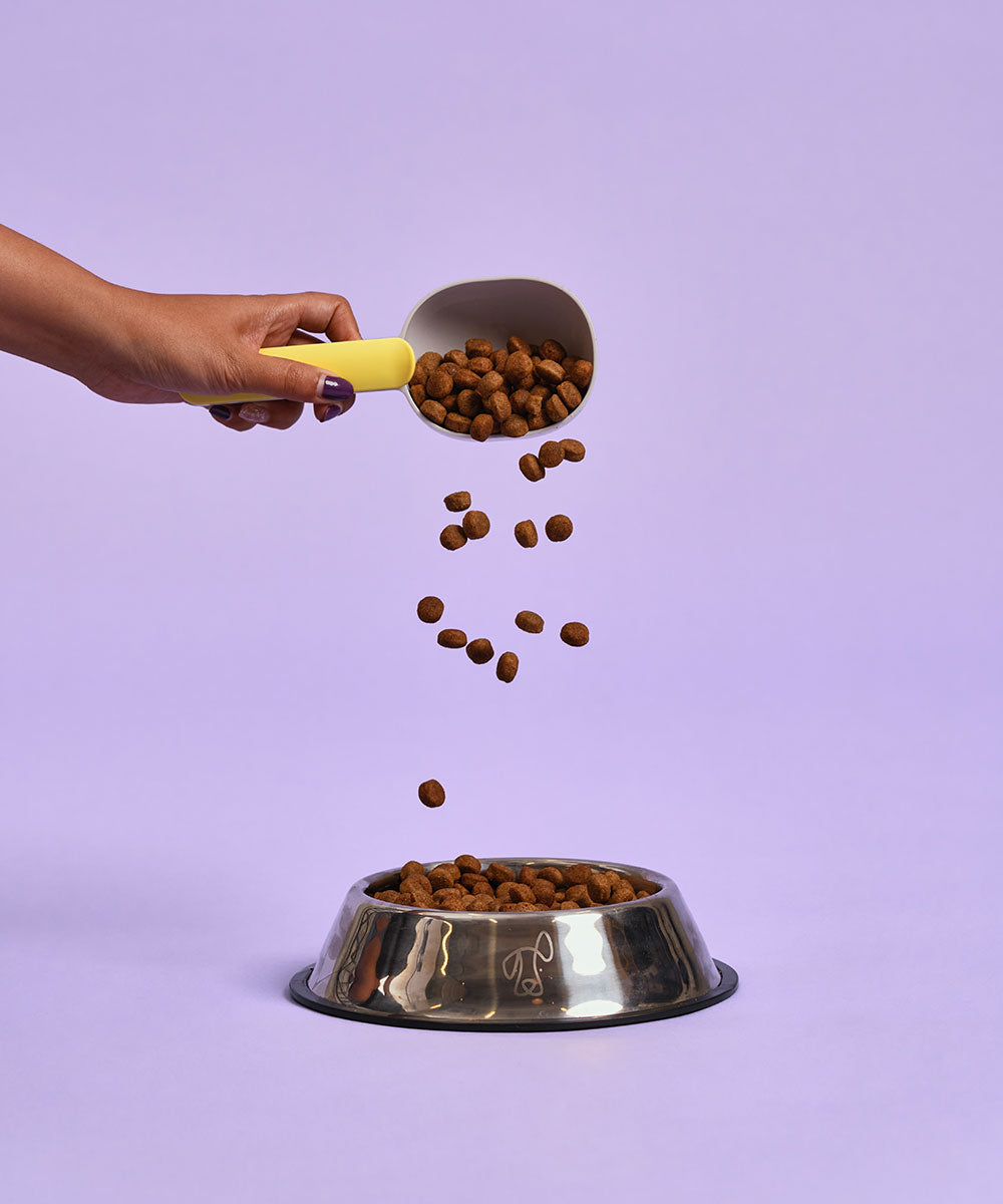 Adult Lamb Dry Dog Food
