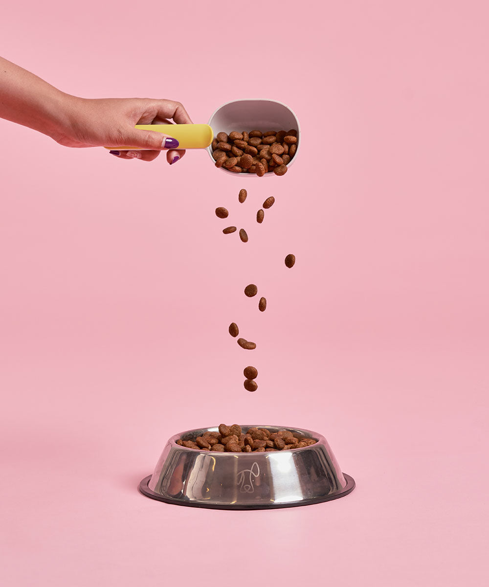 Adult Salmon Dry Dog Food