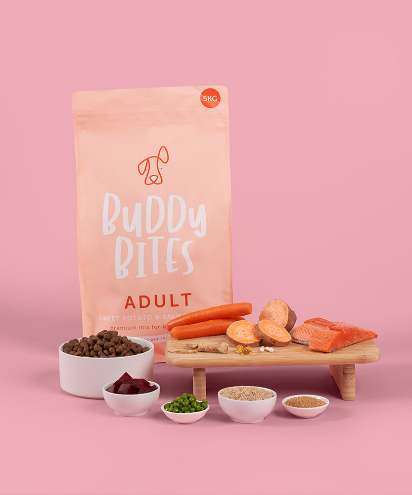 Adult Salmon Dry Dog Food