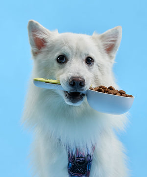 Kibble Scoop