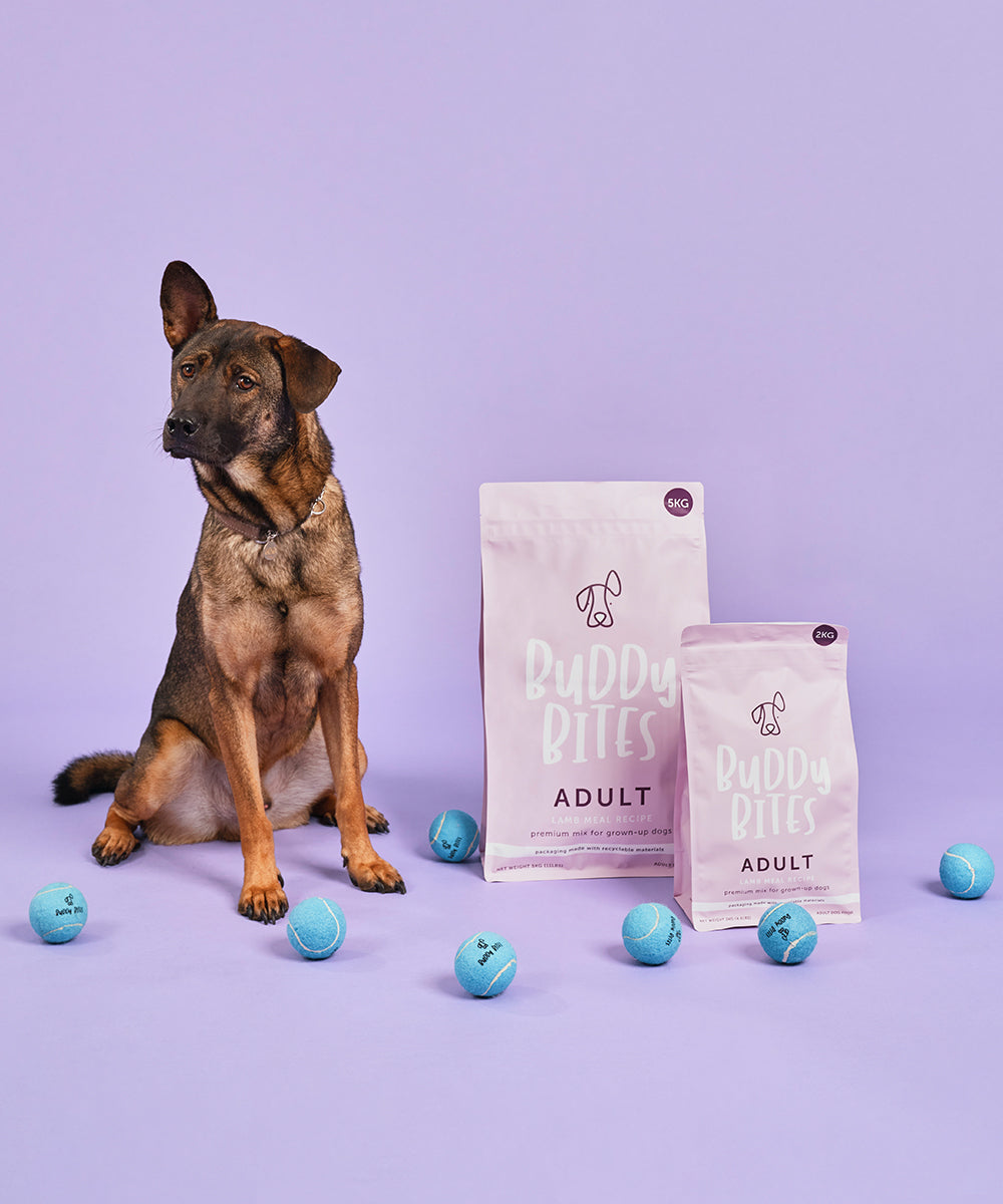 Adult Lamb Dry Dog Food